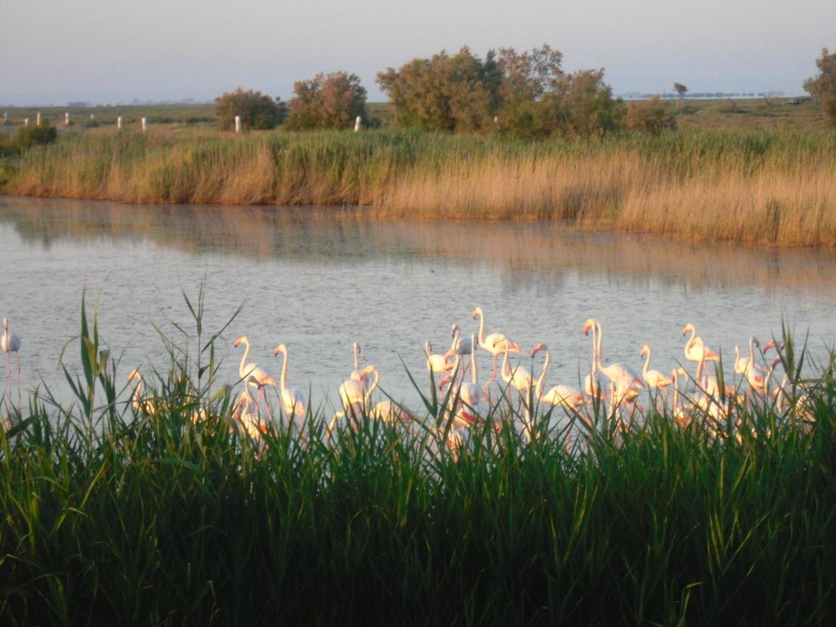 סן-מארי-דה-לה-מאר Chambre Les Flamants, Avec Vue Imprenable Sur Les Etangs, Les Oiseaux, La Nature, Petit Dejeuner Compris מראה חיצוני תמונה